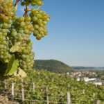 Weinberg bei Ebelsbach am Rande der Haßberge mit Blick auf das Maintal. Foto: Thomas Ochs.