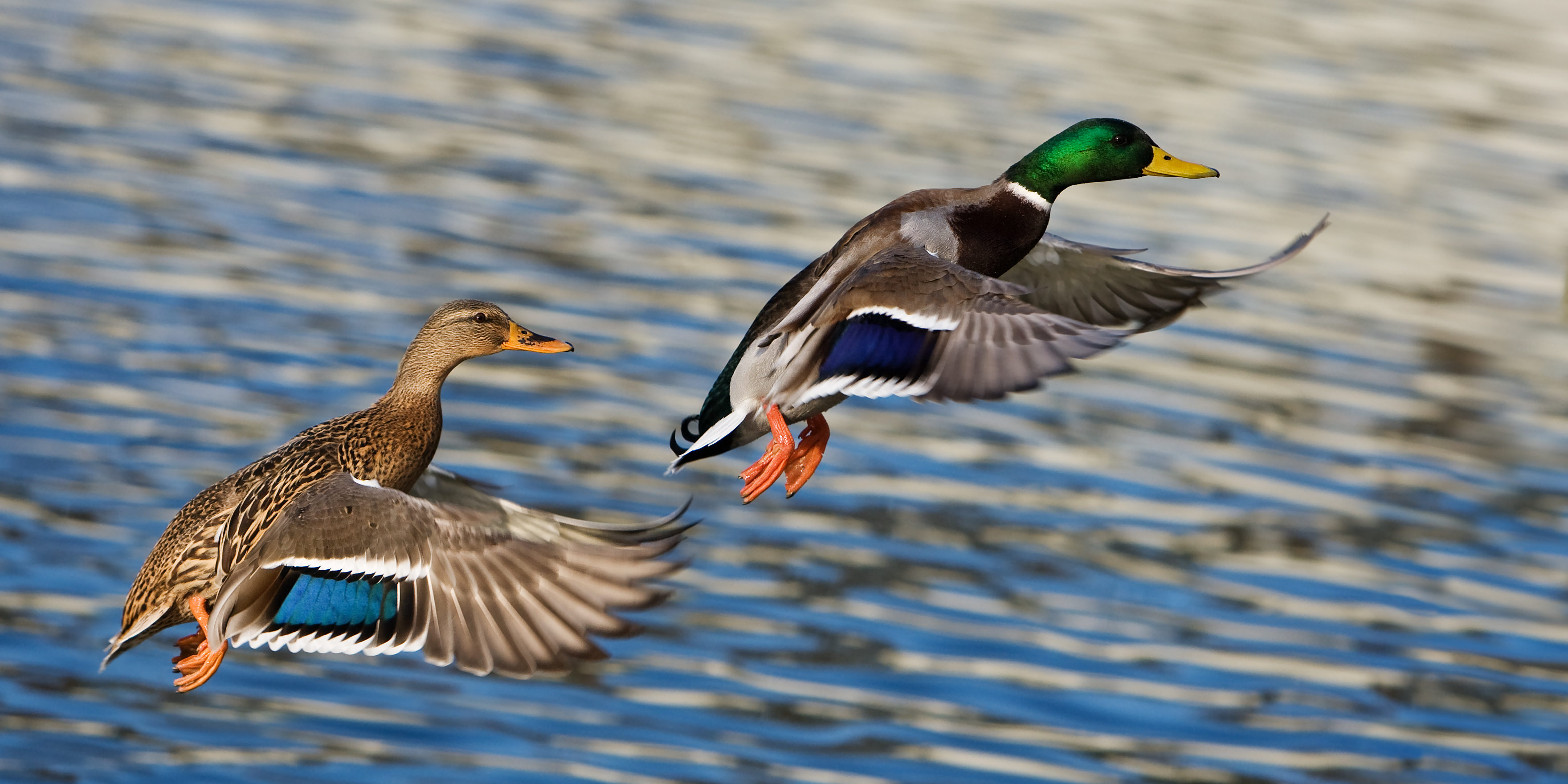 Gehrig_Enten-im-Abflug