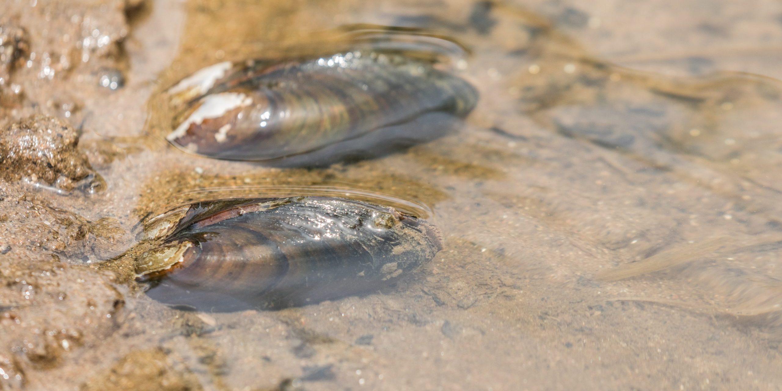 Zwei Muscheln (Unio crassus) im flachen Wasser auf sandigem Grund. Foto: Hartl.