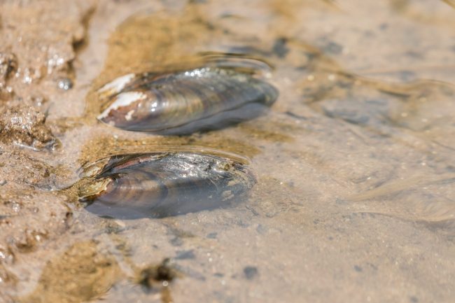 Zwei Muscheln (Unio crassus) im flachen Wasser auf sandigem Grund. Foto: Hartl. Zwei Muscheln (Unio crassus) im flachen Wasser auf sandigem Grund. Foto: Hartl.