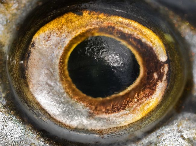 Gehrig_Hechtauge Auge des Hechtes. Foto: Andreas Gehrig