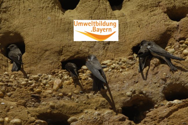 Dorsch_Uferschwalben_LogoUmweltbildung