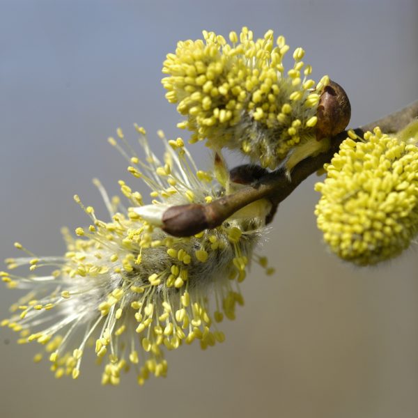 Weidenkätzchen am Flussufer. Foto: M. Dorsch