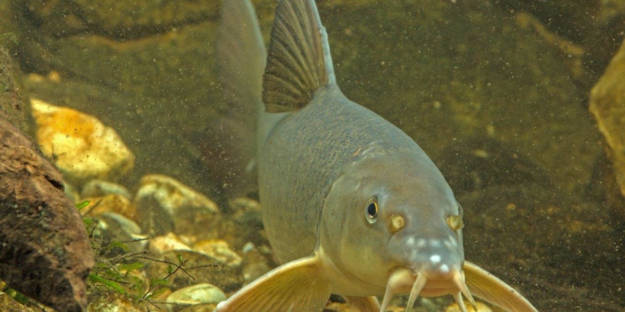 Damit aus kleinen Fischen einmal große Fische werden können, brauchen vor allem die im Kies laichenden Barben besonderen Schutz bei niedrigen Wasserständen im Fluss. Darum gilt für die freie Fließstrecke des Obermains zwischen Hausen und Hallstadt ein Mindestwasserstand von 2,20 Meter am Pegel Kemmern. Den aktuellen Wassertand kann man per Telefon unter 01804-370037-524 für den Pegel Kemmern und unter 01804-370037-523 für den Pegel Schwürbitz (0,20 € pro Anruf aus d. dt. Festnetz, Mobilfunkpreise können abweichen) oder unter www.hnd.bayern.de erfahren. Bildnachweis: Andreas Hartl Damit aus kleinen Fischen einmal große Fische werden können, brauchen vor allem die im Kies laichenden Barben besonderen Schutz bei niedrigen Wasserständen im Fluss. Darum gilt für die freie Fließstrecke des Obermains zwischen Hausen und Hallstadt ein Mindestwasserstand von 2,20 Meter am Pegel Kemmern. Den aktuellen Wassertand kann man per Telefon unter 01804-370037-524 für den Pegel Kemmern und unter 01804-370037-523 für den Pegel Schwürbitz (0,20 € pro Anruf aus d. dt. Festnetz, Mobilfunkpreise können abweichen) oder unter www.hnd.bayern.de erfahren. Bildnachweis: Andreas Hartl