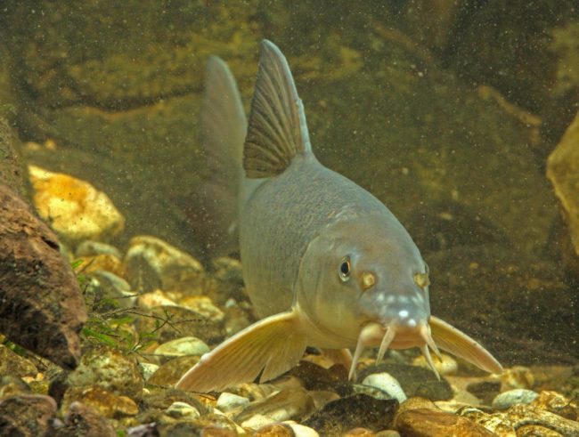 Damit aus kleinen Fischen einmal große Fische werden können, brauchen vor allem die im Kies laichenden Barben besonderen Schutz bei niedrigen Wasserständen im Fluss. Darum gilt für die freie Fließstrecke des Obermains zwischen Hausen und Hallstadt ein Mindestwasserstand von 2,20 Meter am Pegel Kemmern. Den aktuellen Wassertand kann man per Telefon unter 01804-370037-524 für den Pegel Kemmern und unter 01804-370037-523 für den Pegel Schwürbitz (0,20 € pro Anruf aus d. dt. Festnetz, Mobilfunkpreise können abweichen) oder unter www.hnd.bayern.de erfahren.  Bildnachweis: Andreas Hartl Damit aus kleinen Fischen einmal große Fische werden können, brauchen vor allem die im Kies laichenden Barben besonderen Schutz bei niedrigen Wasserständen im Fluss. Darum gilt für die freie Fließstrecke des Obermains zwischen Hausen und Hallstadt ein Mindestwasserstand von 2,20 Meter am Pegel Kemmern. Den aktuellen Wassertand kann man per Telefon unter 01804-370037-524 für den Pegel Kemmern und unter 01804-370037-523 für den Pegel Schwürbitz (0,20 € pro Anruf aus d. dt. Festnetz, Mobilfunkpreise können abweichen) oder unter www.hnd.bayern.de erfahren. Bildnachweis: Andreas Hartl