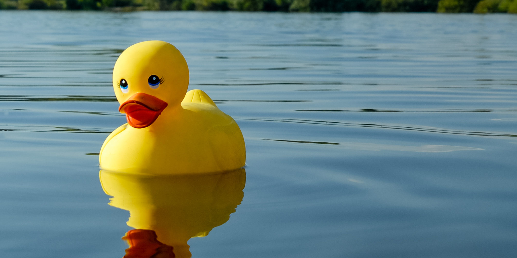 Badeente im See. Foto: Thomas Ochs Badeente im See. Foto: Thomas Ochs
