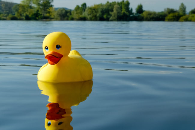 Badeente im See. Foto: Thomas Ochs Badeente im See. Foto: Thomas Ochs