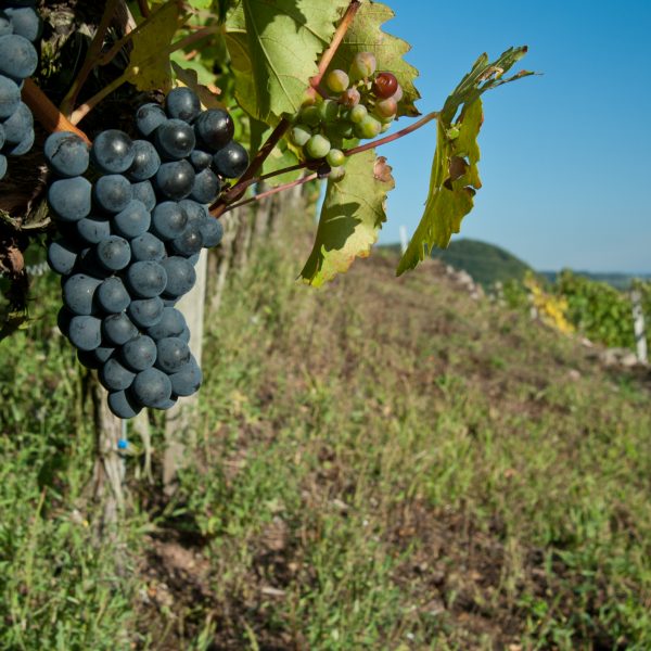 Blaue Trauben in einem Weinberg bei Ebelsbach in den Haßbergen. Foto: Thomas Ochs.