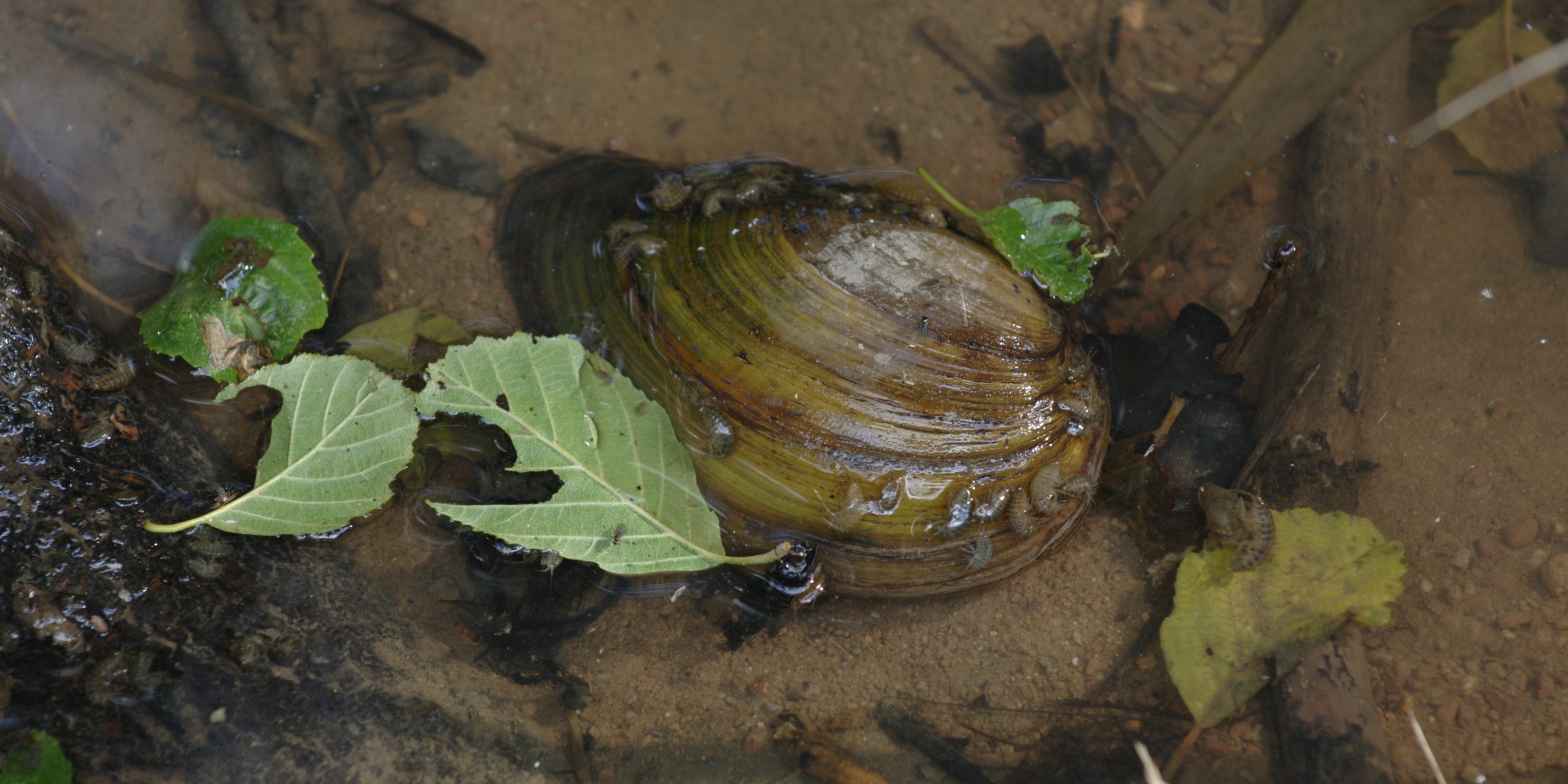 Flussmuschel. Foto: M. Dorsch