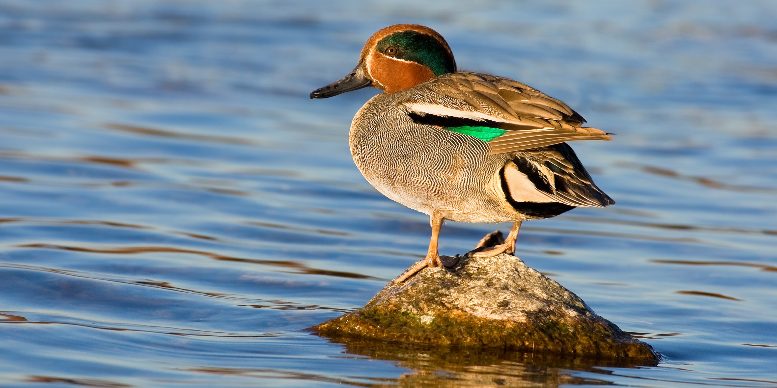 Krickente. Foto: Andreas Gehrig