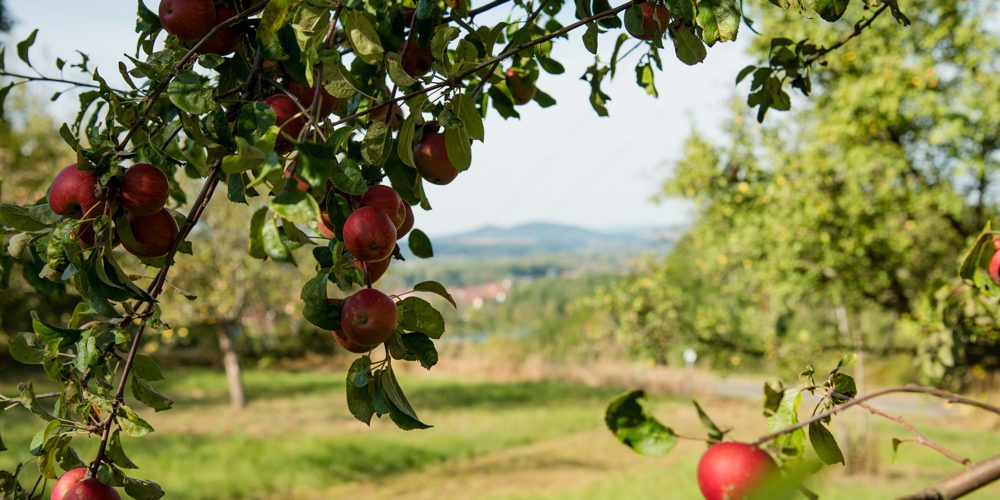Blick von der Apfelwiese bei Lauf auf das Maintal. Foto: Thomas Ochs