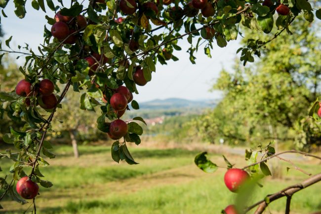 Blick von der Apfelwiese bei Lauf auf das Maintal. Foto: Thomas Ochs