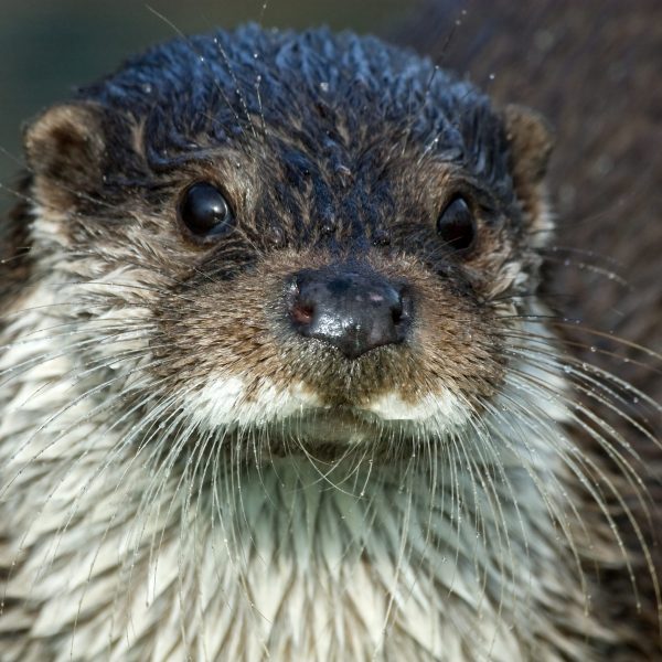 Otter Foto: A. Gehrig Otter Foto: A. Gehrig