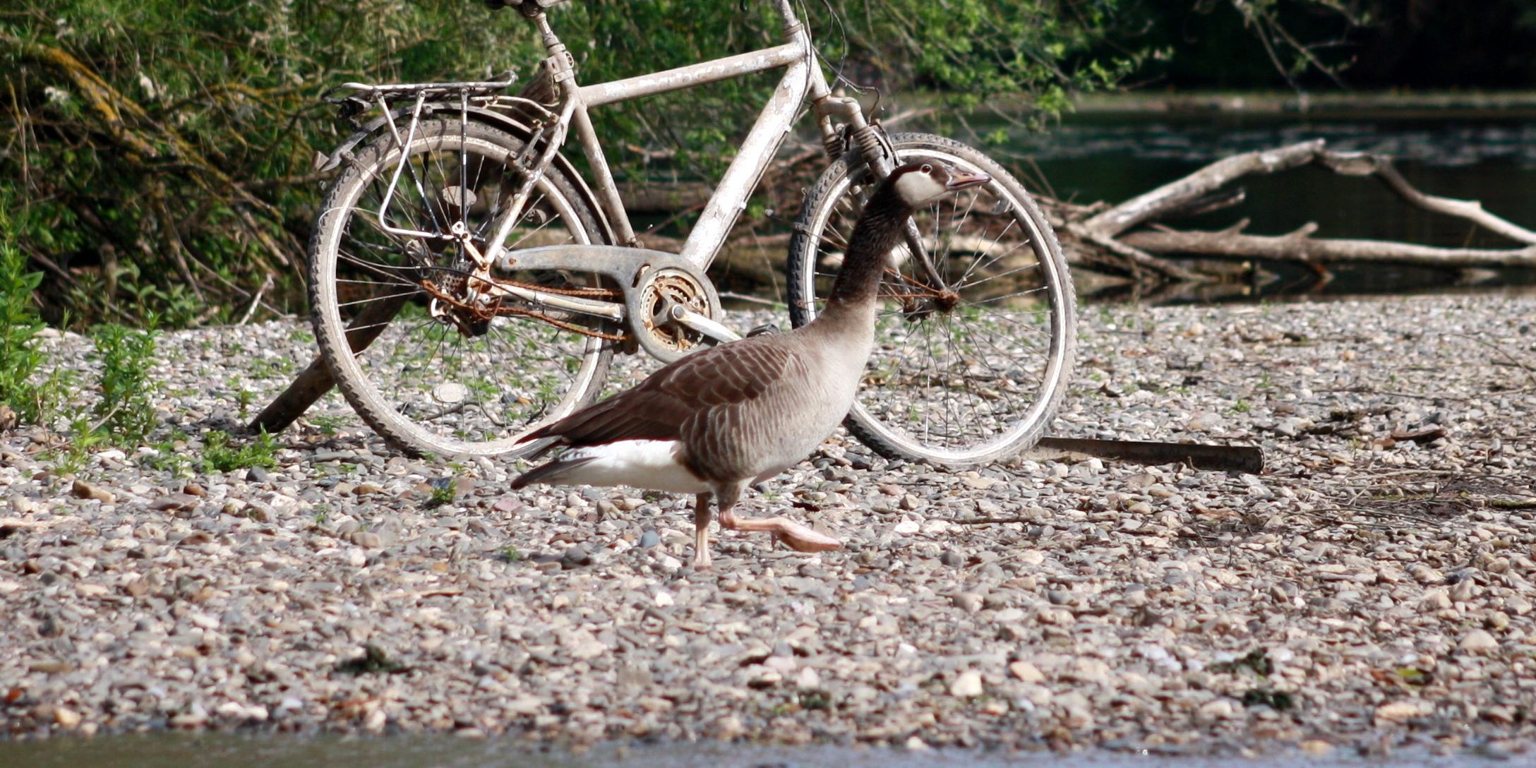 KrönerJosef_FahrradKiesinselGraugans_2018.jpg Altes Fahrrad auf einer Kiesinsel mit Graugans am Main bei Bischberg. Foto: Josef Kröner
