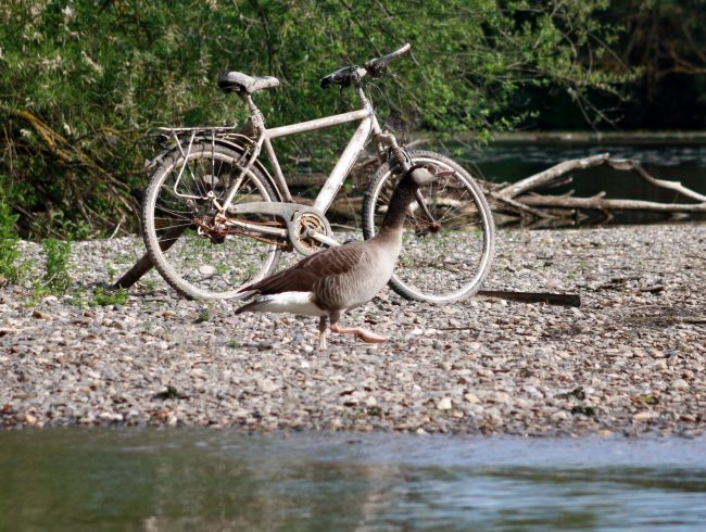 KrönerJosef_FahrradKiesinselGraugans_2018.jpg Altes Fahrrad auf einer Kiesinsel mit Graugans am Main bei Bischberg. Foto: Josef Kröner