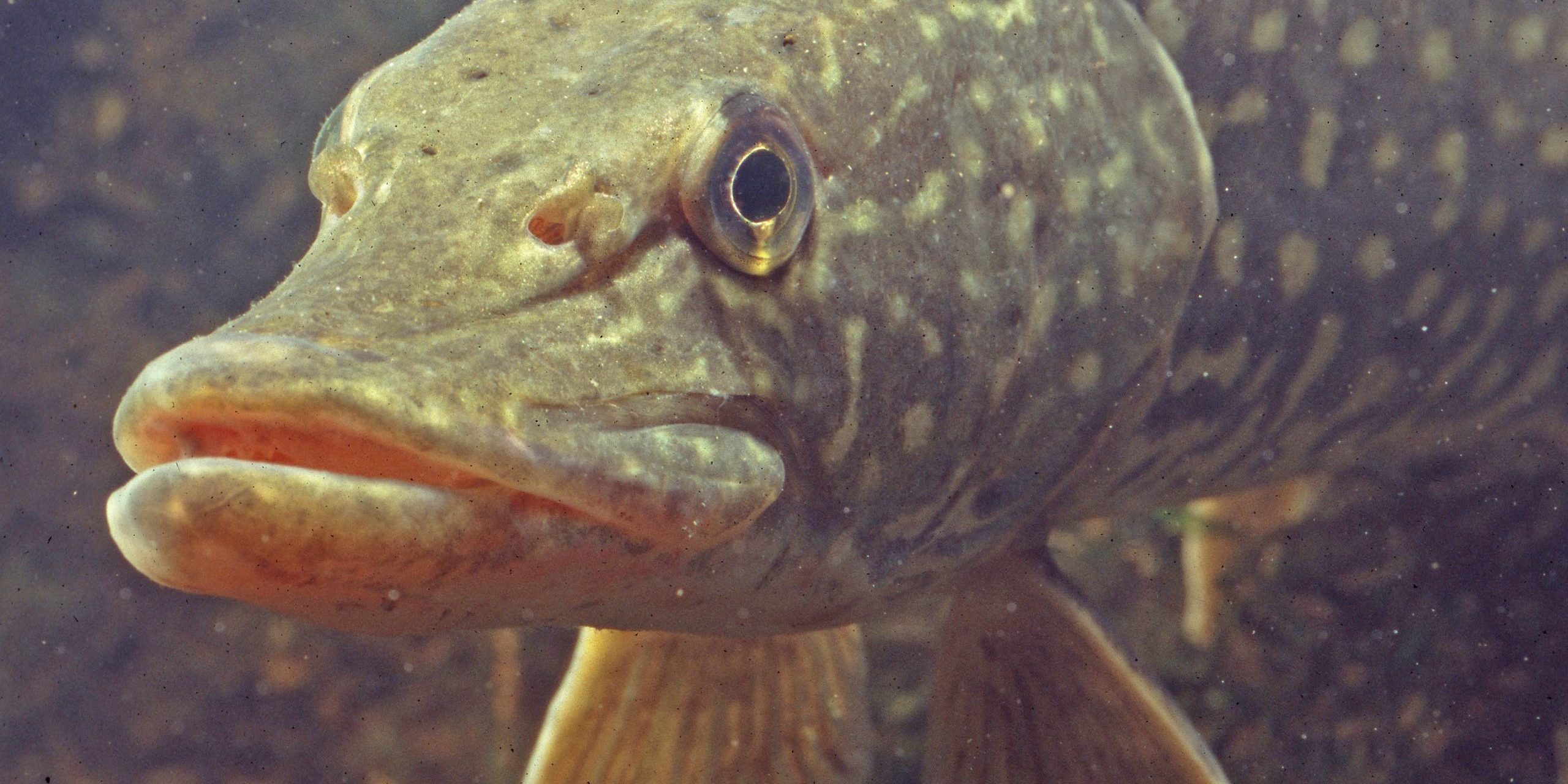 Hecht. Foto: Andreas Hartl