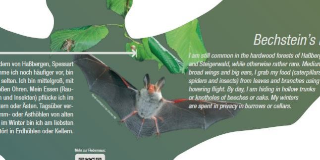 Ausschnitt einer Infotafel am Fledermausweg zwischen Viereth und Unterhaid. Bildquelle: Flussparadies Franken