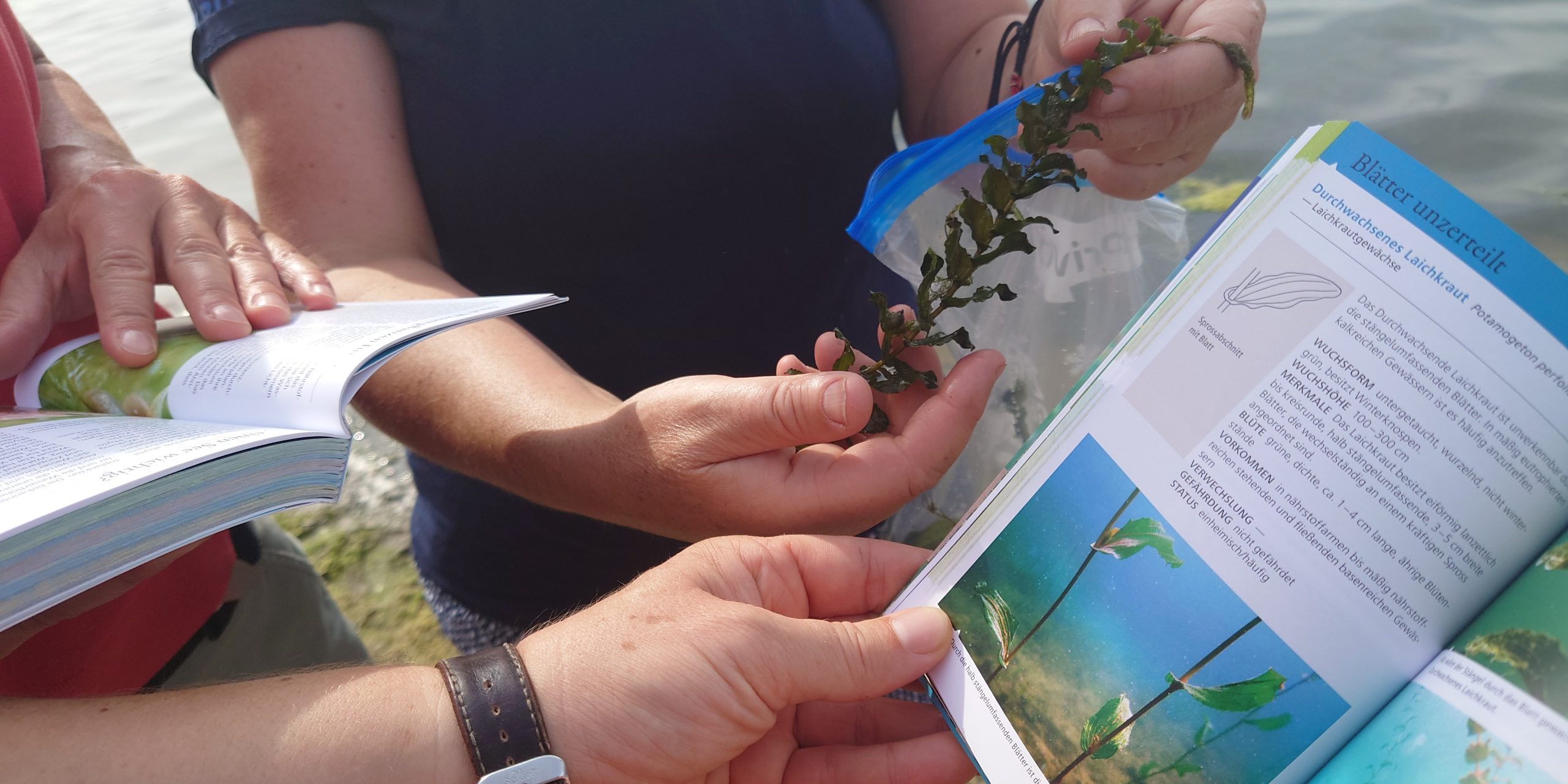 Bestimmung einer am Ufer des Großen Sees entdeckten Pflanze mit Hilfe des von Silke Oldorff geschriebenen Bestimmungsbuches: ein Durchwachsendes Laichkraut. Foto: Rebecca Haas. Bestimmung einer am Ufer des Großen Sees entdeckten Pflanze mit Hilfe des von Silke Oldorff geschriebenen Bestimmungsbuches: ein Durchwachsendes Laichkraut. Foto: Rebecca Haas.