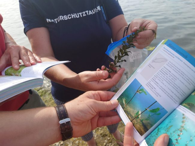 Bestimmung einer am Ufer des Großen Sees entdeckten Pflanze mit Hilfe des von Silke Oldorff geschriebenen Bestimmungsbuches: ein Durchwachsendes Laichkraut. Foto: Rebecca Haas. Bestimmung einer am Ufer des Großen Sees entdeckten Pflanze mit Hilfe des von Silke Oldorff geschriebenen Bestimmungsbuches: ein Durchwachsendes Laichkraut. Foto: Rebecca Haas.
