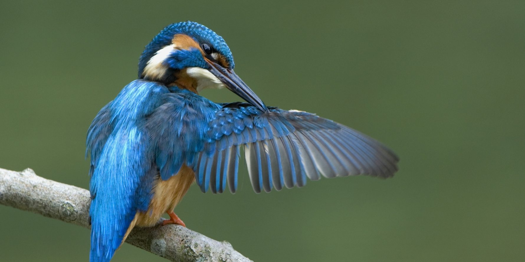 Der Eisvogel ist das blaue Juwel des Mains. Er braucht lehmige Steilwände für seine Bruthöhle. Foto: Max Dorsch/Flussparadies Franken