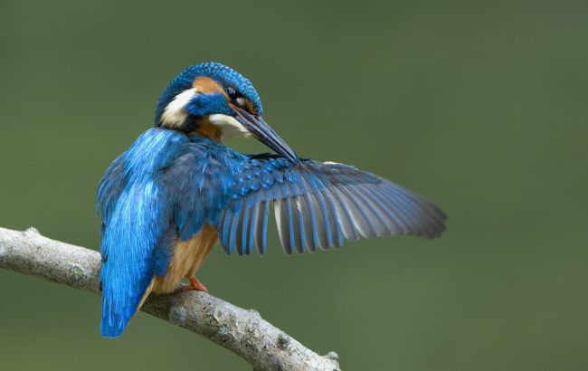 Der Eisvogel ist das blaue Juwel des Mains. Er braucht lehmige Steilwände für seine Bruthöhle. Foto: Max Dorsch/Flussparadies Franken