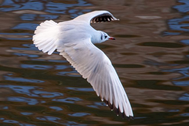 Lachmöwe im Landeanflug, Nürnberg: Daniel Karmann