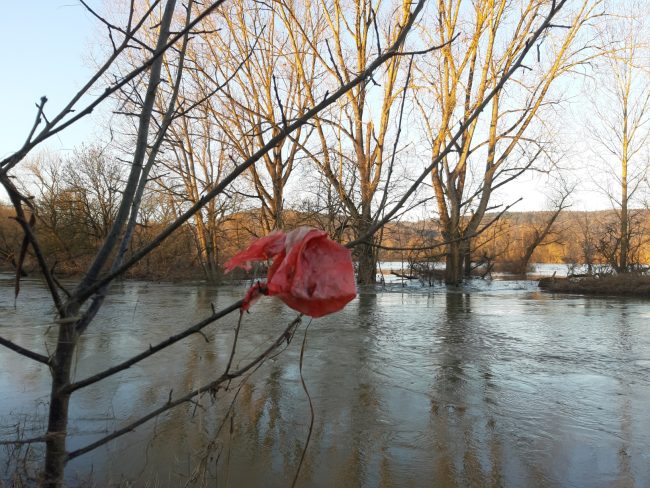 240109_Main_Muell_nach_HW Das Januar-Hochwasser 2024 hat auch am Main viel Müll mitgebracht. Er wurde auf überschwemmten Bereichen mitgerissen oder mit dem Regen von Wegen und über Gräben in die Flüsse gespült. Foto: Anne Schmitt/Flussparadies Franken.