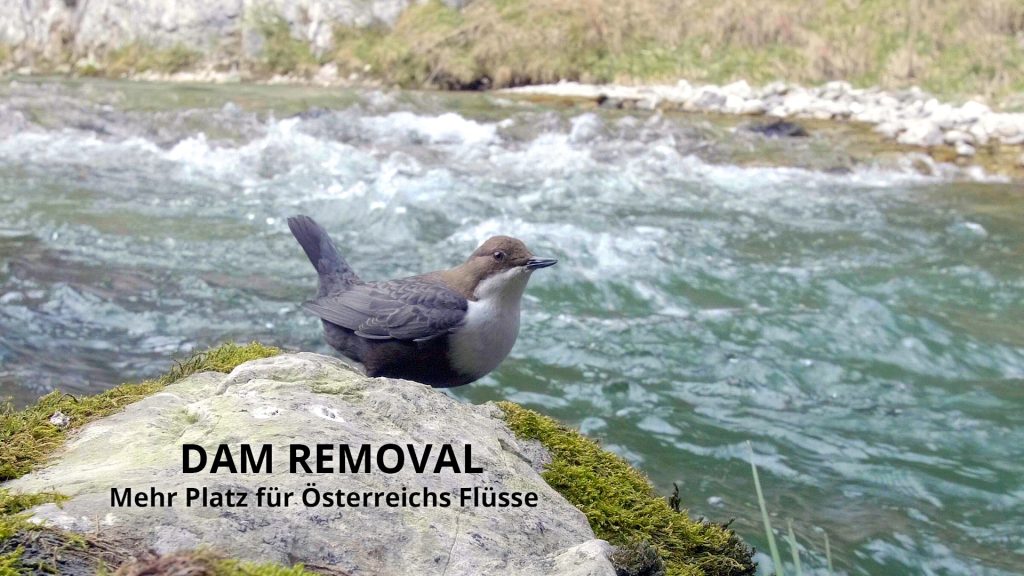 Wasseramsel im Film Dam Removal Mehr Platz für Österreichs Flüsse. Foto: WWF Österreich