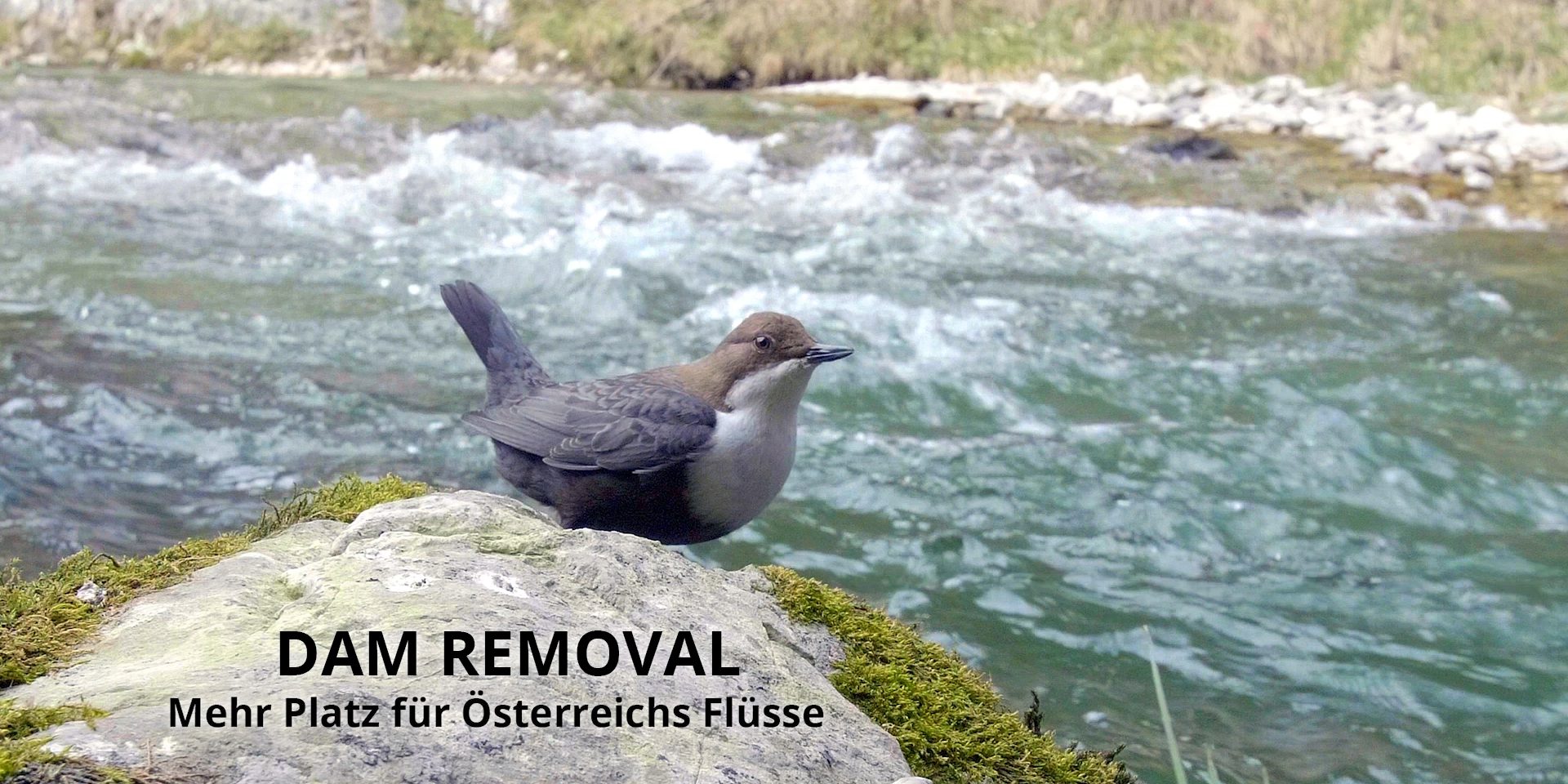 Wasseramsel im Film Dam Removal Mehr Platz für Österreichs Flüsse. Foto: WWF Österreich