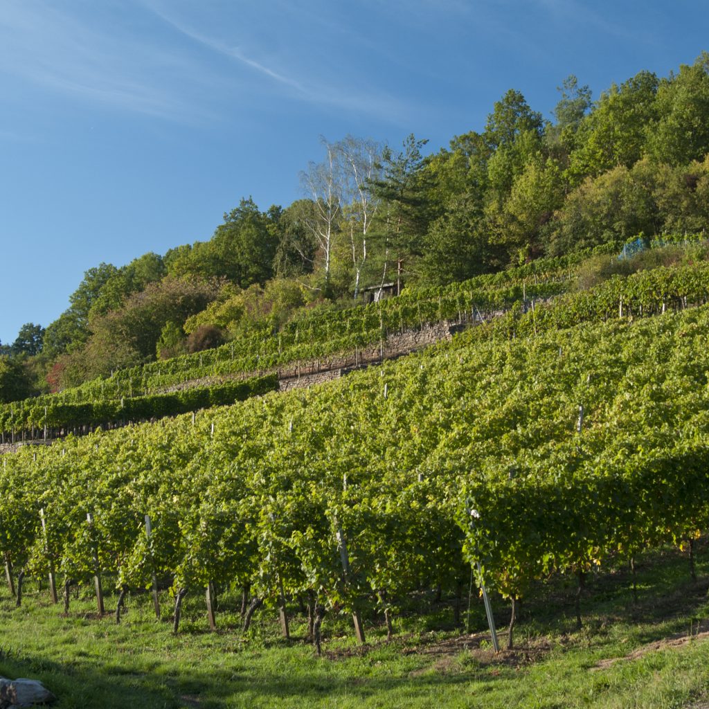 Der Anbau von Wein ist typisch für die Hänge des Maintals zwischen Unterhaid (Lkr. Bamberg) und Zeil a.Main (Lkr. Haßberge). Foto: Th. Ochs/Flussparadies Franken