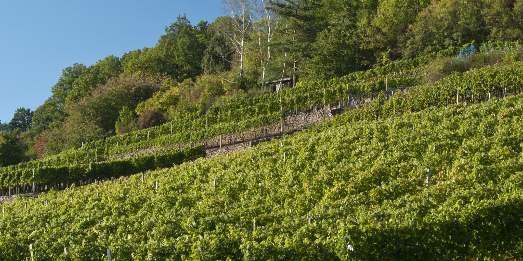 Der Anbau von Wein ist typisch für die Hänge des Maintals zwischen Unterhaid (Lkr. Bamberg) und Zeil a.Main (Lkr. Haßberge). Foto: Th. Ochs/Flussparadies Franken Der Anbau von Wein ist typisch für die Hänge des Maintals zwischen Unterhaid (Lkr. Bamberg) und Zeil a.Main (Lkr. Haßberge). Foto: Th. Ochs/Flussparadies Franken