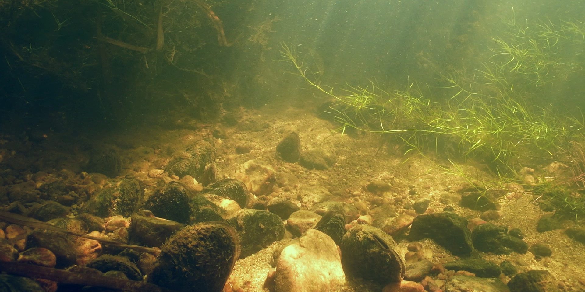 Muscheln im Flussbett. Foto: WWF Österreich Dam Removal