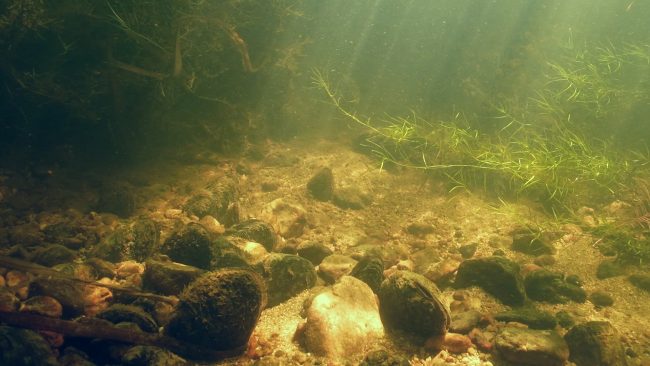 Muscheln im Flussbett. Foto: WWF Österreich Dam Removal