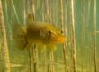 Hecht von vorne zwischen Wasserpflanzen mit kleinen Fischen. Foto: Andreas Hartl/Flussparadies Franken