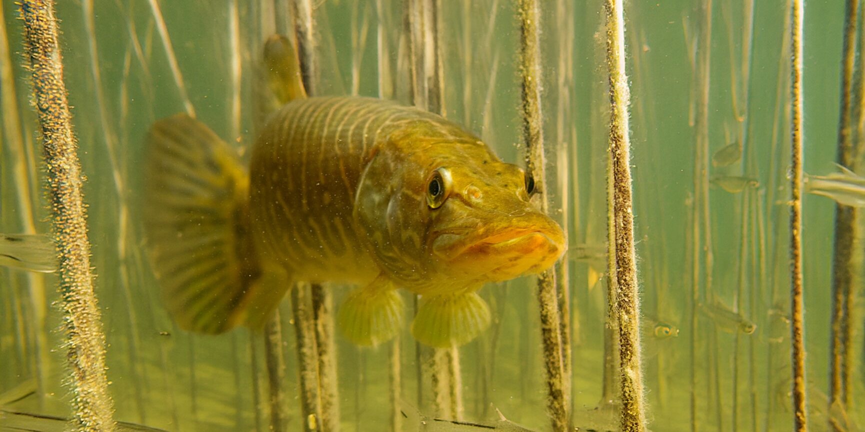 Hecht von vorne zwischen Wasserpflanzen mit kleinen Fischen. Foto: Andreas Hartl/Flussparadies Franken