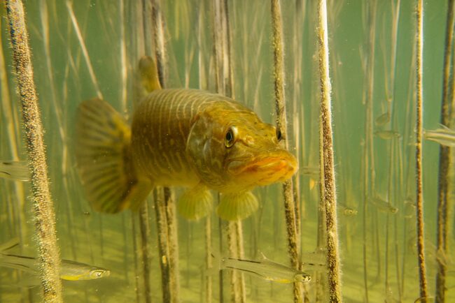 Hecht von vorne zwischen Wasserpflanzen mit kleinen Fischen. Foto: Andreas Hartl/Flussparadies Franken