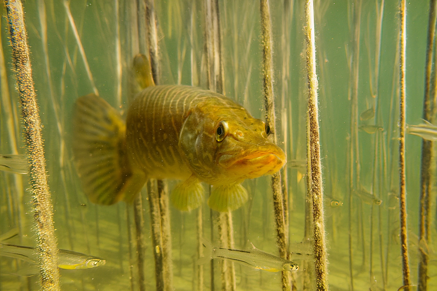 Hecht von vorne zwischen Wasserpflanzen mit kleinen Fischen. Foto: Andreas Hartl/Flussparadies Franken