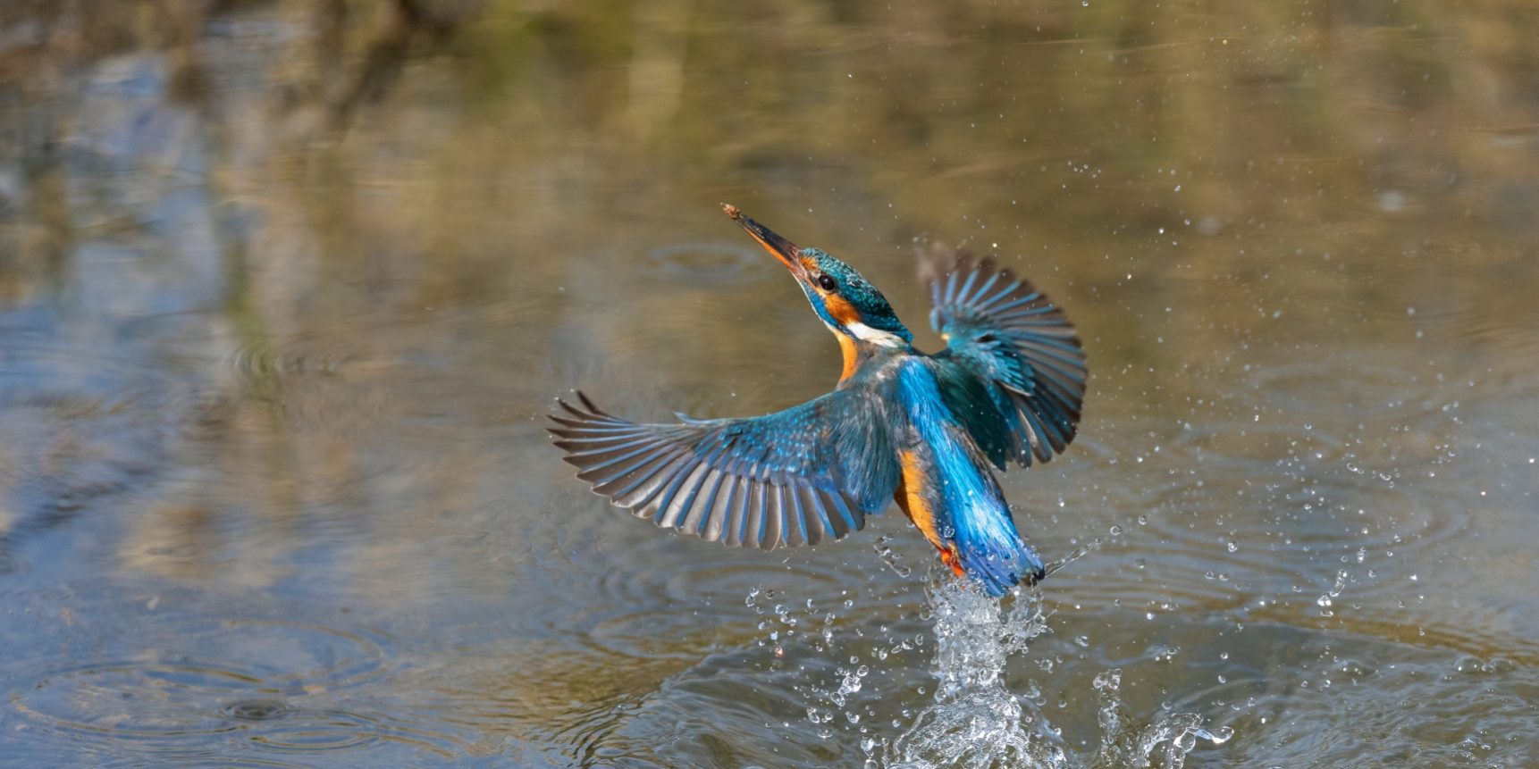 Der Eisvogel taucht ins Wasser, um Fische zu fangen. Foto: Andreas Gehrig. Der Eisvogel taucht ins Wasser, um Fische zu fangen. Foto: Andreas Gehrig.