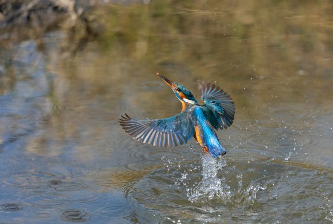 Der Eisvogel taucht ins Wasser, um Fische zu fangen. Foto: Andreas Gehrig. Der Eisvogel taucht ins Wasser, um Fische zu fangen. Foto: Andreas Gehrig.