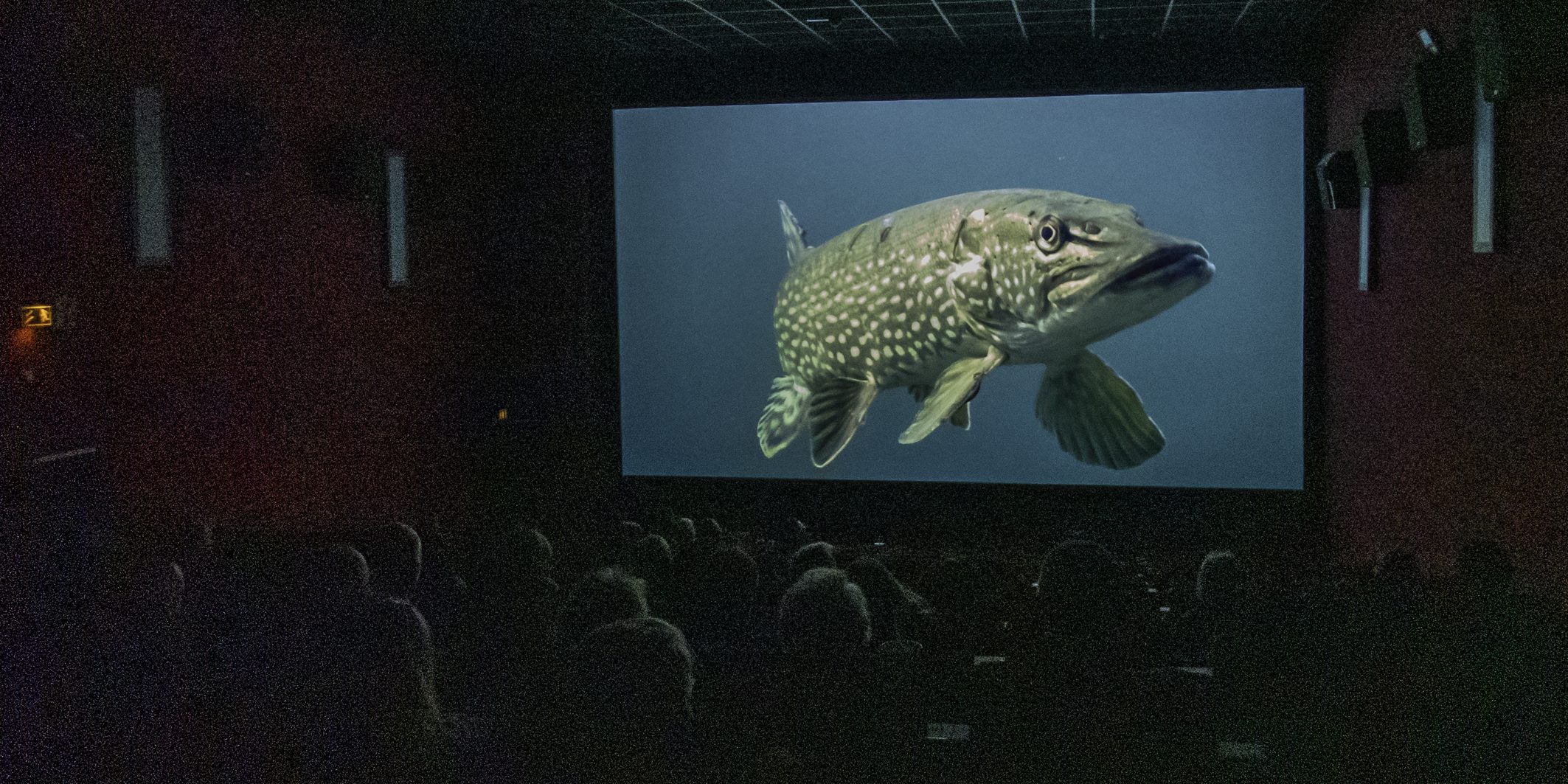 Wenn einen der Hecht von der großen Leinwand anschaut. Film „Dschungel unter Wasser“ in der Neuen Filmbühne Lichtenfels beim 3. Main FlussFilmFest. Foto: Flussparadies Franken Wenn einen der Hecht von der großen Leinwand anschaut. Film „Dschungel unter Wasser“ in der Neuen Filmbühne Lichtenfels beim 3. Main FlussFilmFest. Foto: Flussparadies Franken