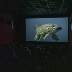 Wenn einen der Hecht von der großen Leinwand anschaut. Film „Dschungel unter Wasser“ in der Neuen Filmbühne Lichtenfels beim 3. Main FlussFilmFest. Foto: Flussparadies Franken