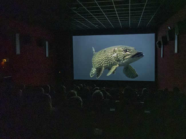 Wenn einen der Hecht von der großen Leinwand anschaut. Film „Dschungel unter Wasser“ in der Neuen Filmbühne Lichtenfels beim 3. Main FlussFilmFest. Foto: Flussparadies Franken Wenn einen der Hecht von der großen Leinwand anschaut. Film „Dschungel unter Wasser“ in der Neuen Filmbühne Lichtenfels beim 3. Main FlussFilmFest. Foto: Flussparadies Franken