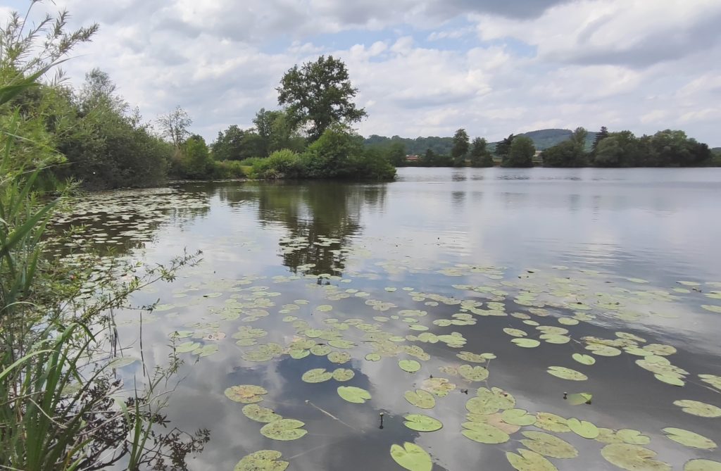 Baggersee im Maintal 2025 mit Teichrosen. Foto: A. Schmitt