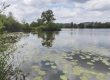 Baggersee im Maintal 2025 mit Teichrosen. Foto: A. Schmitt