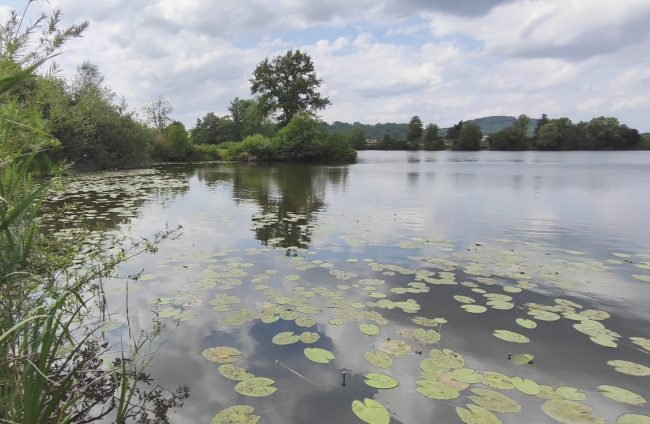 Baggersee im Maintal 2025 mit Teichrosen. Foto: A. Schmitt