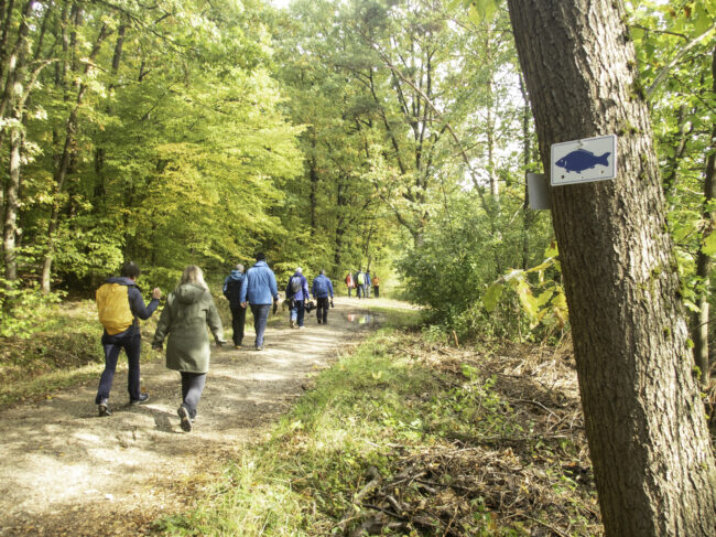 Wandergruppe auf Waldweg mit Markierungszeichen Karpfen blau an einem Baum. Foto: Anne Schmitt
