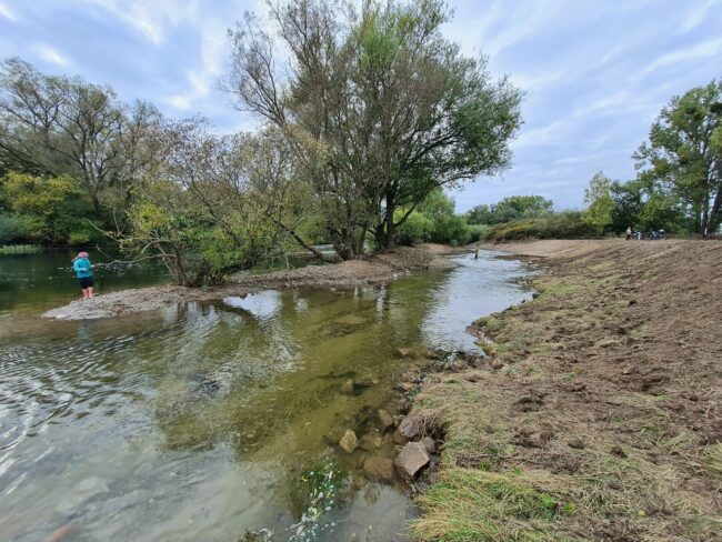 Die Renaturierung von Flüssen, wie hier vom Wasserwirtschaftsamt Kronach am Main bei Kemmern 2021 umgesetzt, schafft Lebensraum für Tiere und Pflanzen und dient der wohnortnahen Erholung. Foto: Thomas Ochs