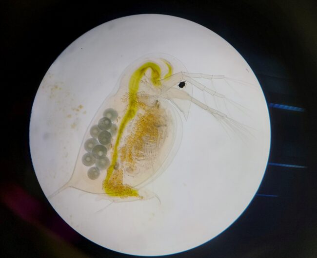So sieht ein Wasserfloh vergrößert unter dem Binokular, einem einfachen Mikroskop, aus. Man kann gut erkennen, was das Tier gefressen hat. Foto: Amelie Giese/Uni Bayreuth