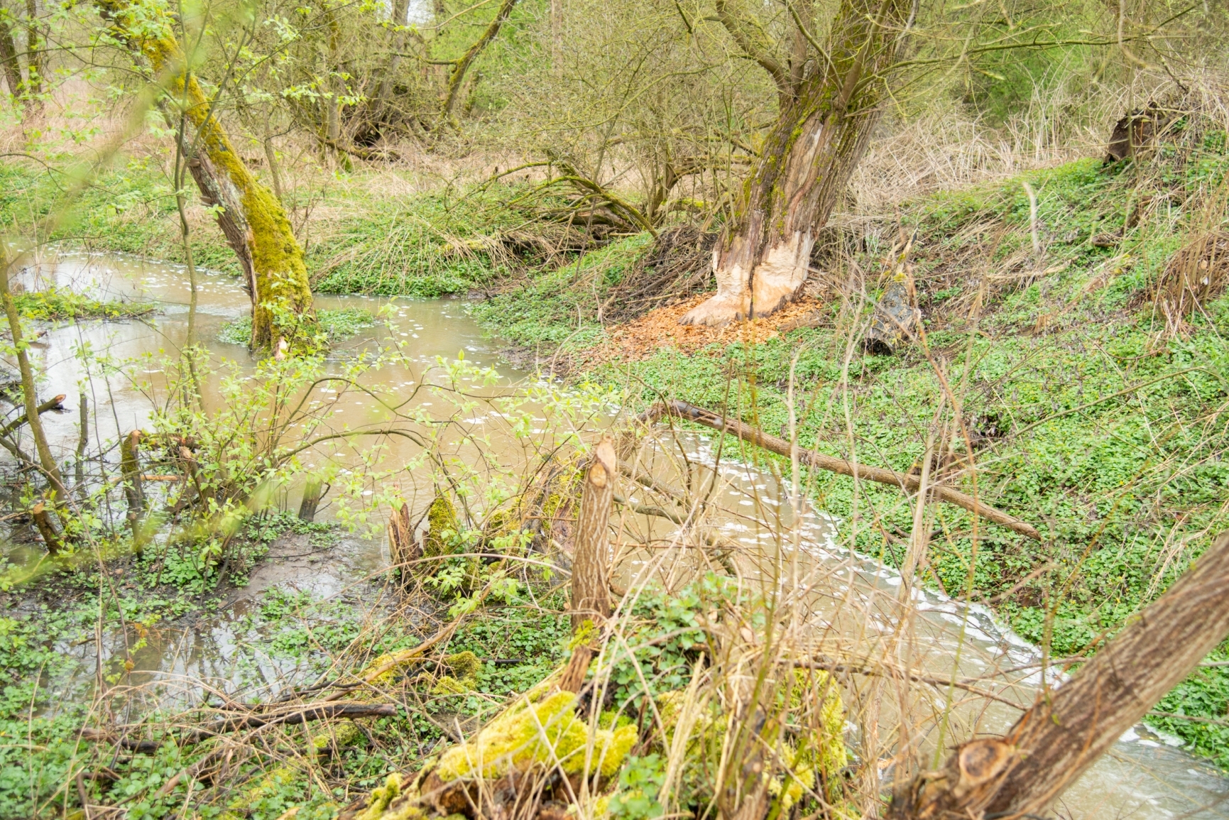 BBiber haben am Main bei Kemmern eine Wasser-Retentionslandschaft geschaffen. Foto: Thomas Ochs Biber haben am Main bei Kemmern eine Wasser-Retentionslandschaft geschaffen. Foto: Thomas Ochs