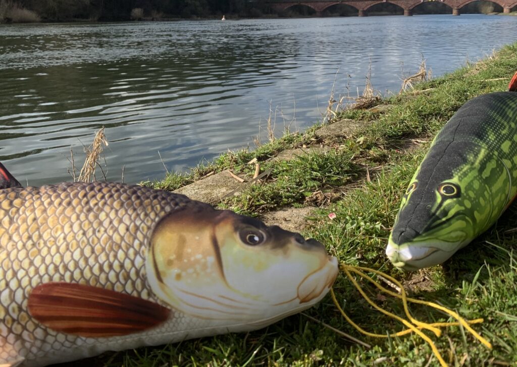 Barbe und Hecht waren als Stofftiere beim Main FlussFilmFest dabei. Foto: Anne Schmitt